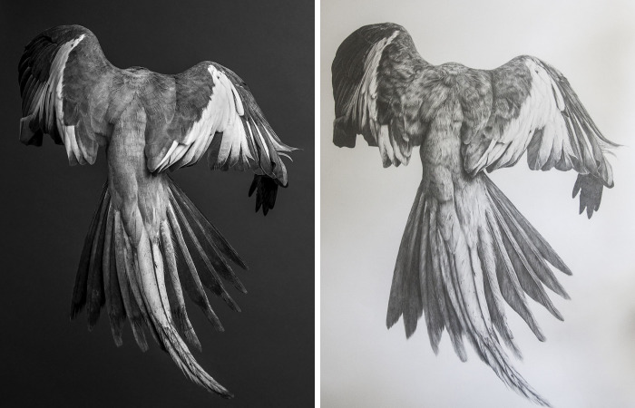 I Ripped This Illustration In Half