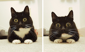 50+ Funny Tweets By Curious Zelda That Will Instantly Make Your Day