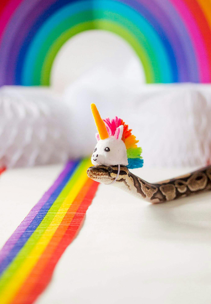 Snake With A Unicorn Hat