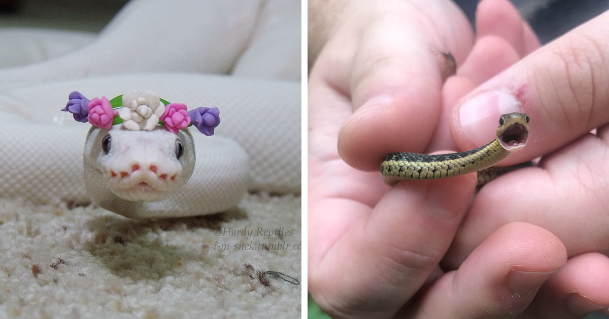 cute pet snake