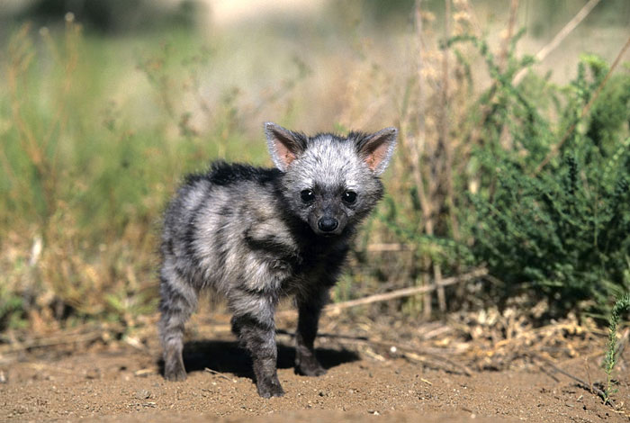 Meet The Cutest Animal You've Never Heard Of