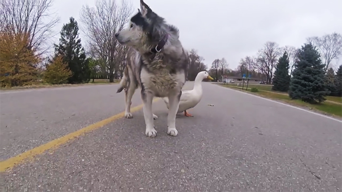 An Unlikely Friendship Between A Dog And A Duck Surprised A Small Town In Minnesota, And It Will Make Your Day