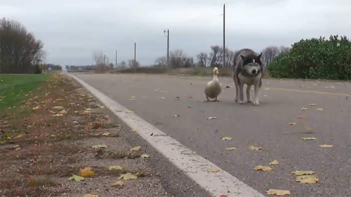 An Unlikely Friendship Between A Dog And A Duck Surprised A Small Town In Minnesota, And It Will Make Your Day