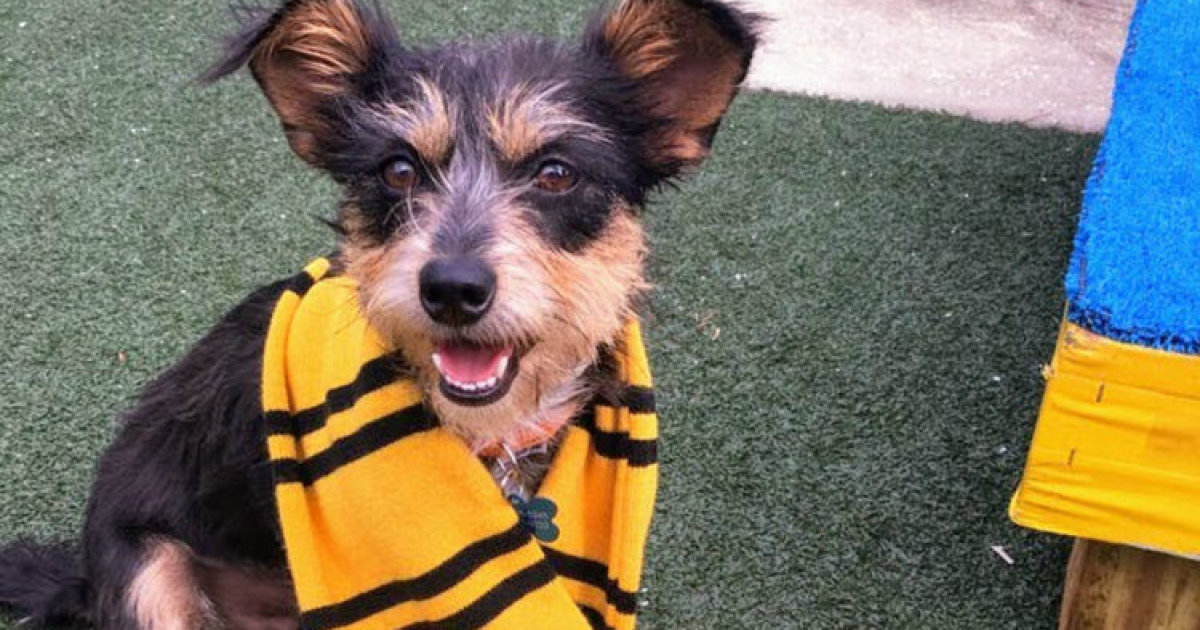 Animal Shelter Sorts Dogs Into Harry Potter Pawgwarts Houses To Encourage Adoption Based On Personality Rather Than Breed Bored Panda