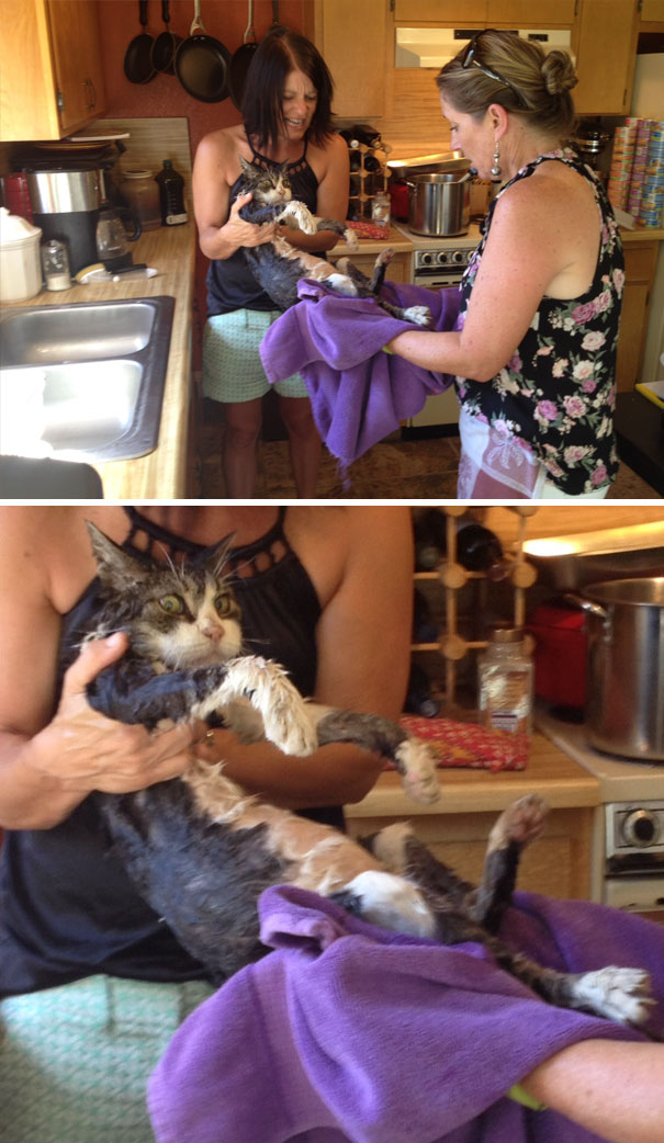 My Mom And Her Best Friend Got Drunk And Gave My Cat A Bath