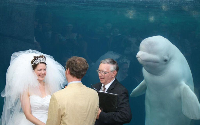 Beluga Whale Photobombs Wedding