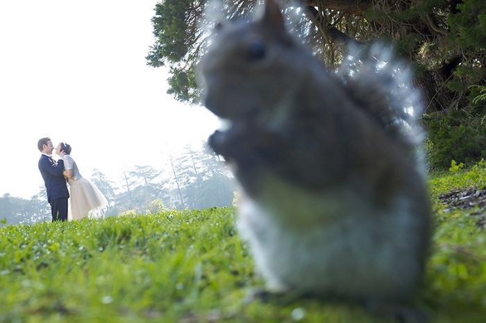 Squirrel Photobomb