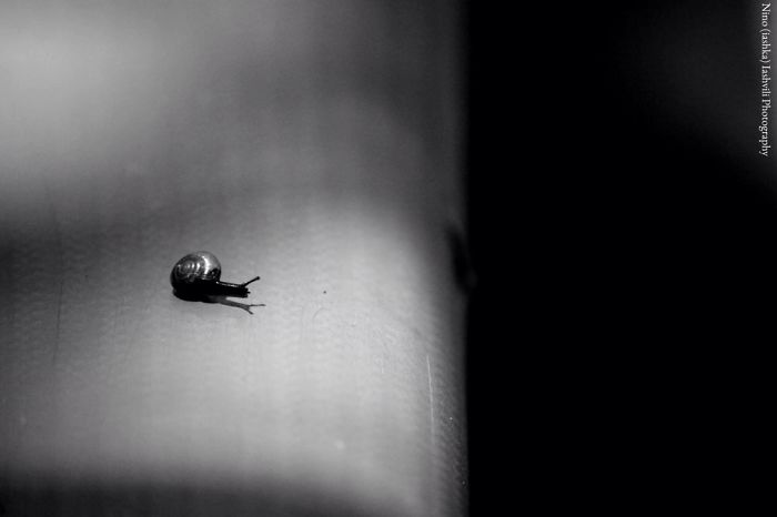 Snail Portrait