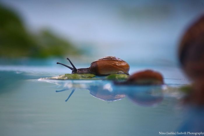 Snail Portrait