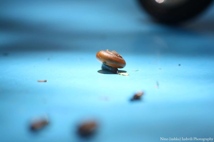 Snail Portrait