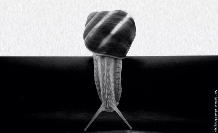 Snail Portrait