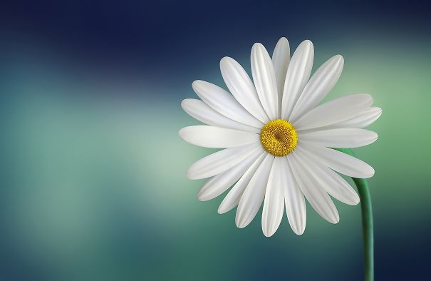 marguerite-daisy-beautiful-beauty-5a18a659e2e01.jpg