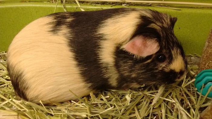 This Is The Guinea Pig I Adopted For My High School Spanish Classroom, Named Mía, But She Gets Called Gopher, "The Cuy", Piggy, Puerca, Puerquita, Pig, Etc (Even Though Puerca/puerquita Refer To Pigs That Say Oink, Not Guinea Pigs)