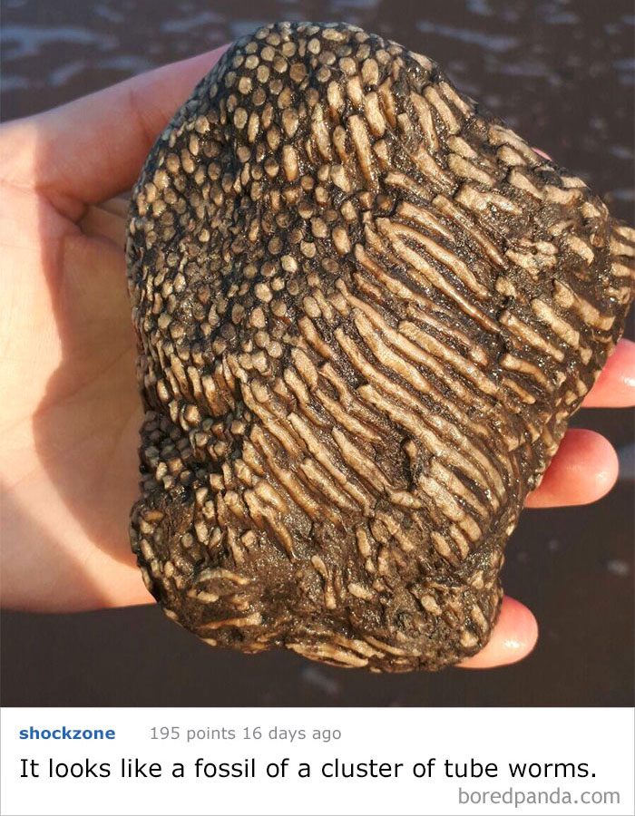 My Friend Found This Weird Rock On The East Coast Of England. What Is It?