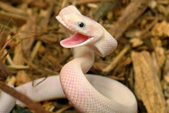 Dangerous But Cute Little Snake... Definitely Worth Aww!