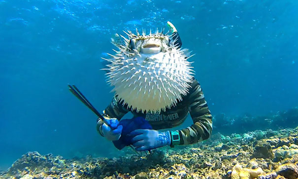 This Is The Hilarious Moment A Curious Pufferfish Managed To Photobomb An Unsuspecting Diver