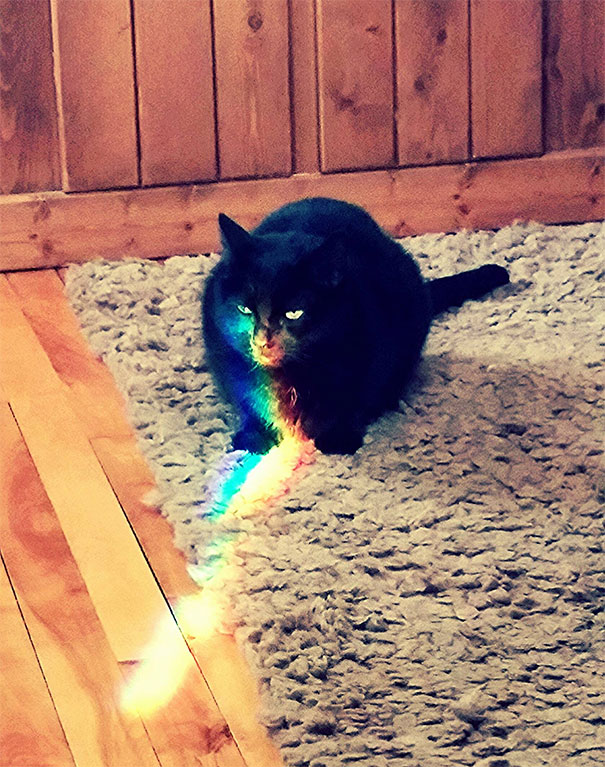 Jack Is Pissed About Being The Nyan Cat