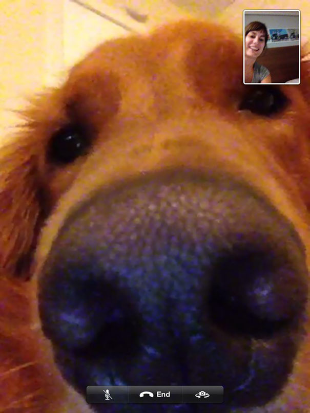 My Dog Wanted To Skype With My Girlfriend