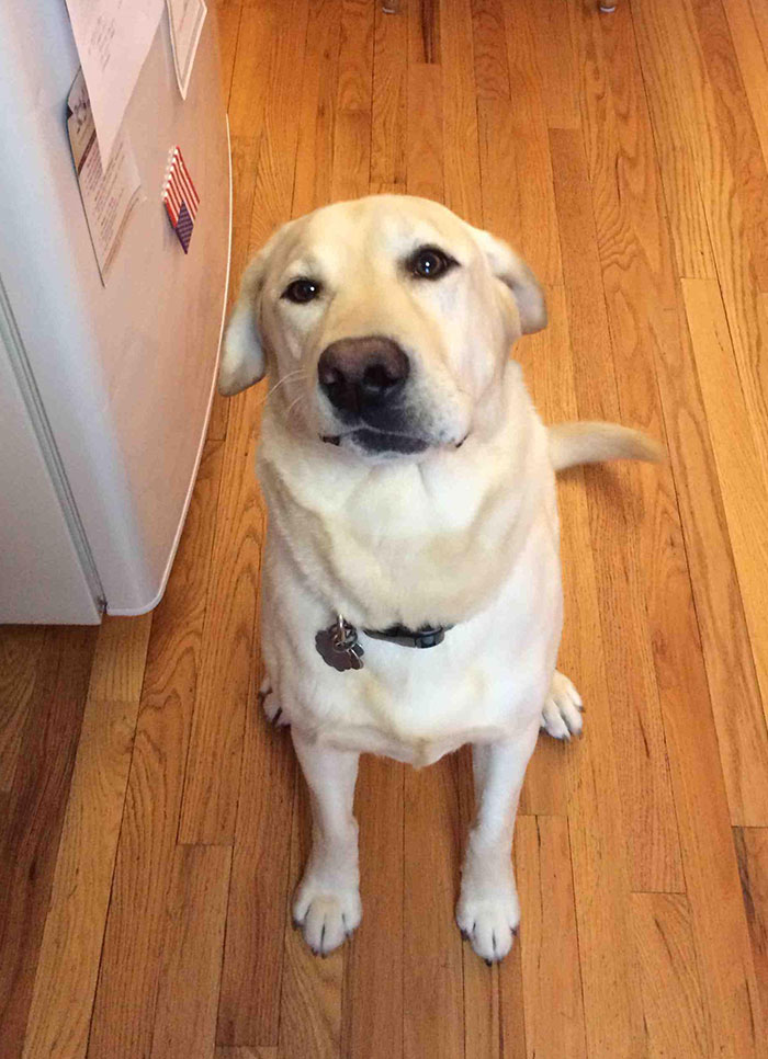 My Yellow Lab Was Born With A Crooked Face. Seeing It When I'm Feeling Blue Makes My Days 100x Better