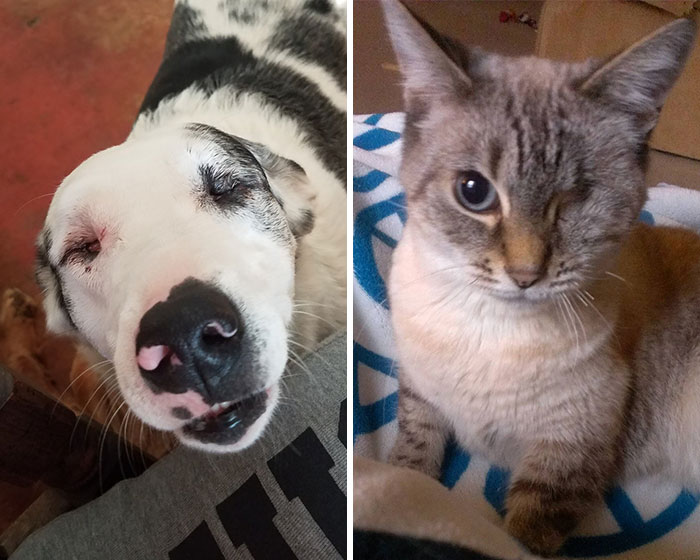 Post Your “Not So Perfect” Pets That Are Perfect To You