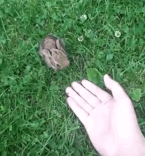 Wild Bunny Accepted Me