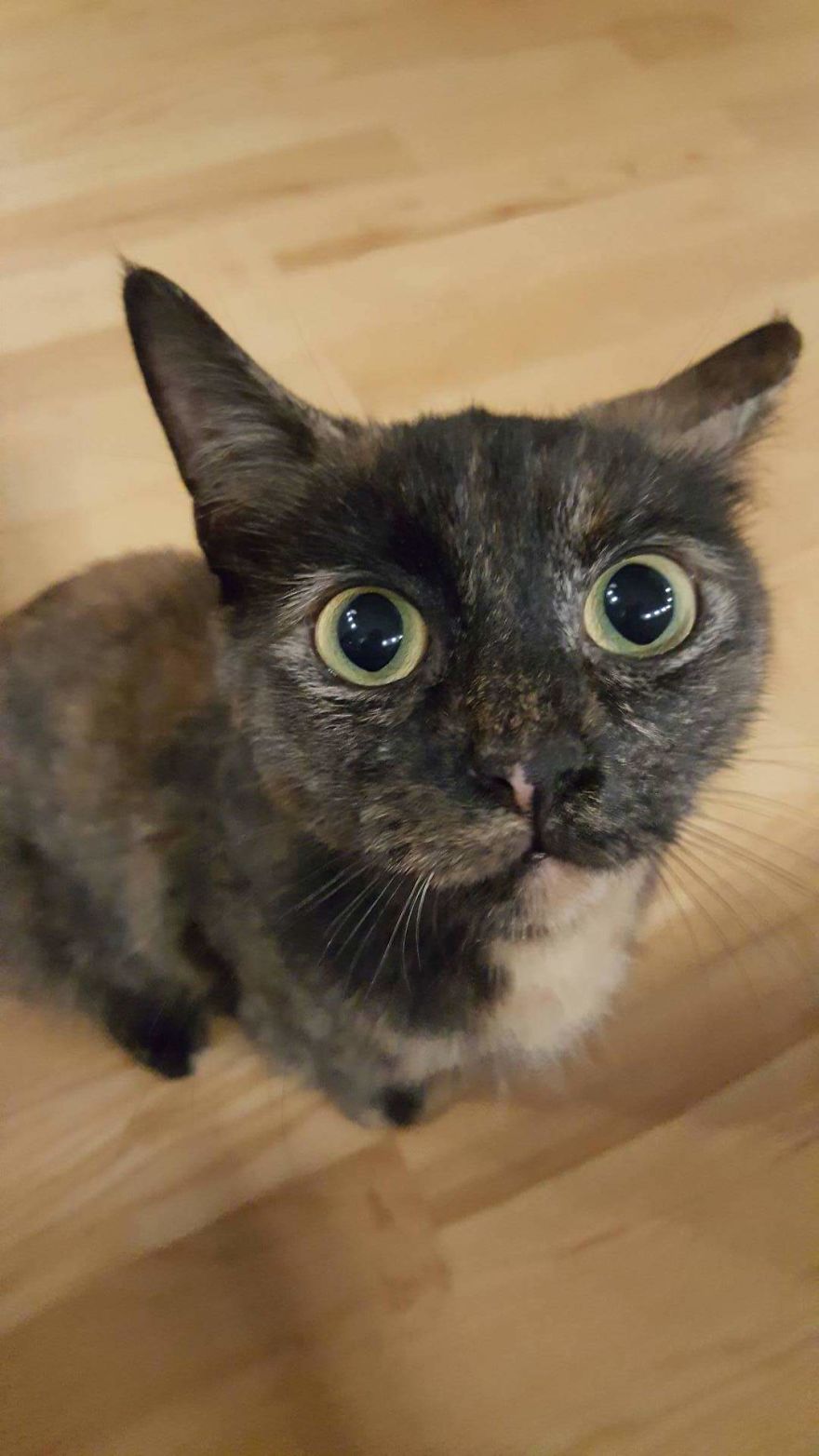 Internet Deserves This Cat Picture