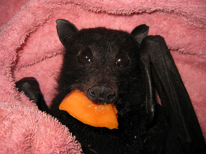 Bebé murciélago rescatada se llena los mofletes de plátano después de ser atropellada, y este vídeo te alegrará el día