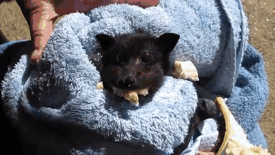 Bebé murciélago rescatada se llena los mofletes de plátano después de ser atropellada, y este vídeo te alegrará el día