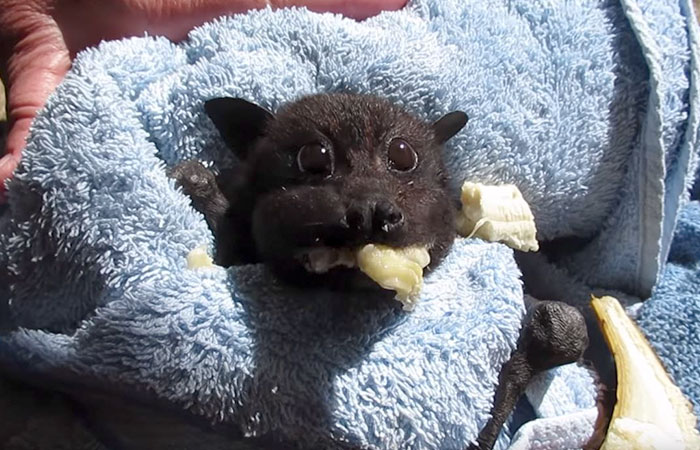 Rescued Baby Bat Stuffs Her Cheeks With Banana After Being Hit By Car, And This Video Will Make Your Day