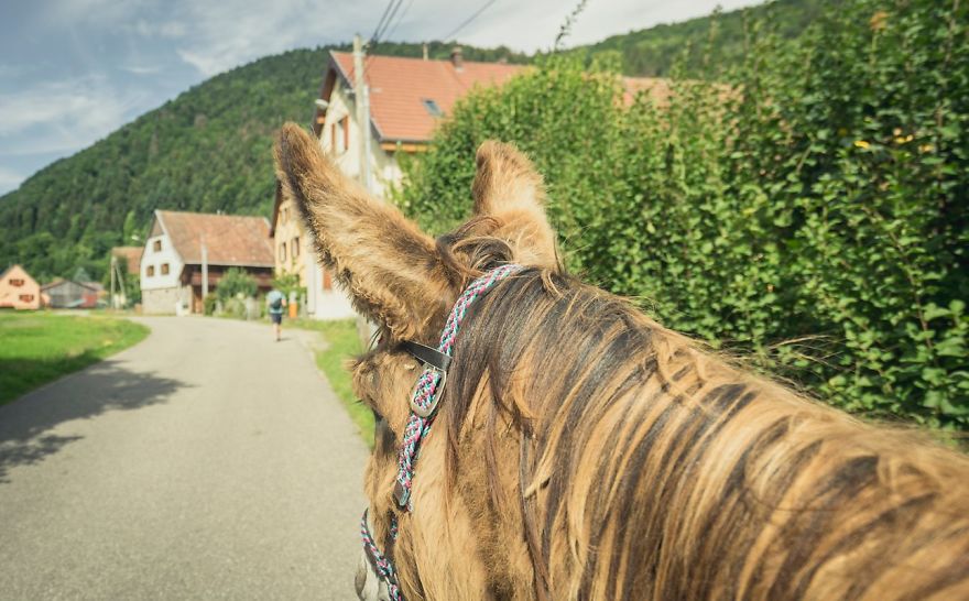 We Bought A Donkey And Took Him On A Road Trip