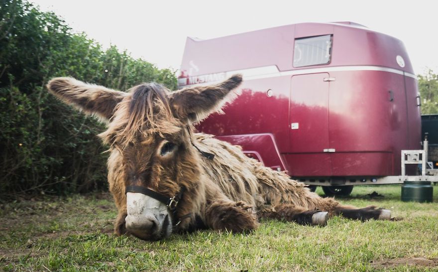 We Bought A Donkey And Took Him On A Road Trip