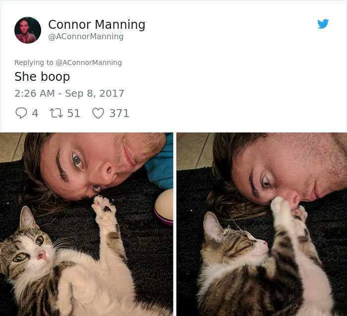 Guy Befriends A Stray Cat, It Follows Him Home And Things Escalate Quickly
