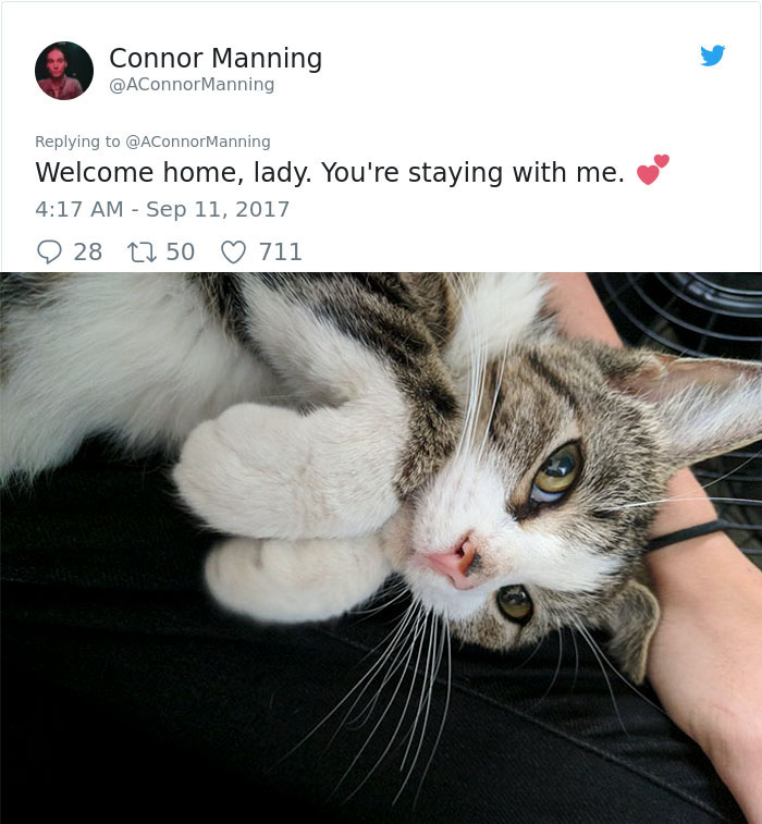 Guy Befriends A Stray Cat, It Follows Him Home And Things Escalate Quickly