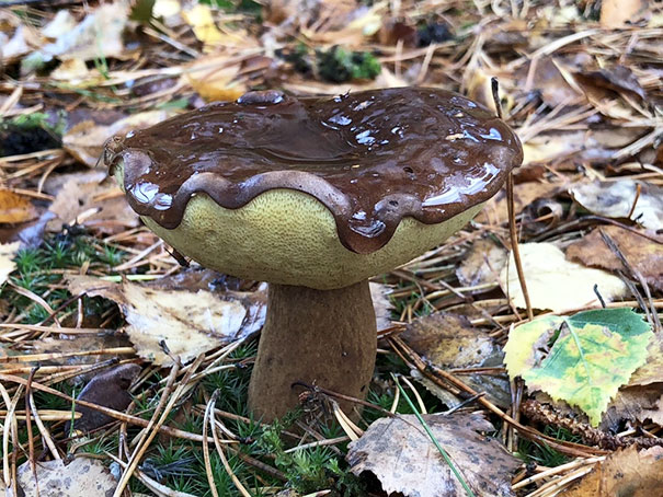 This Fungus Looks Like A Chocolate Covered Donut