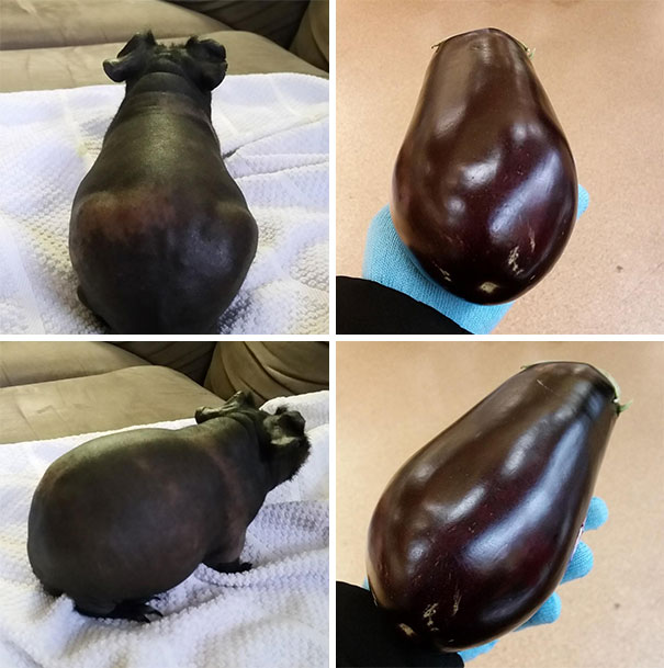 My Hairless Guinea Pig Totally Looks Like An Eggplant
