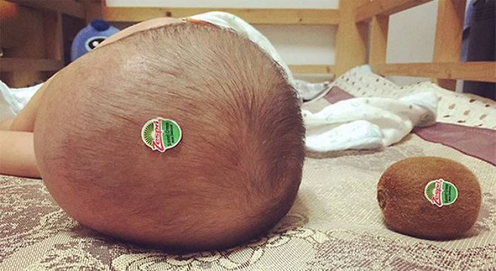 Bebé kiwi