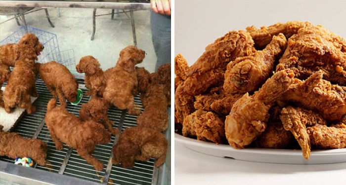 Cachorros que parecen pollo frito