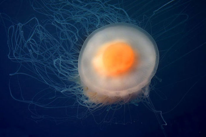Esta medusa parece un huevo frito