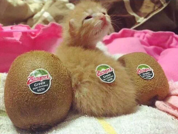 Kiwi Kitten