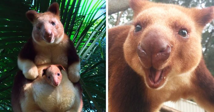 Turns Out Tree-Kangaroos Exist, And It’s Impossible To Scroll Down This List Without Smiling