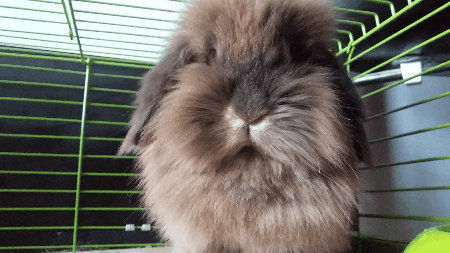 Bunny