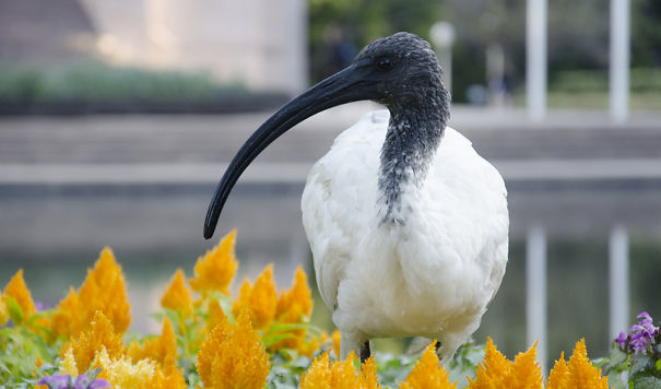 white-ibis-5a152cea86935.jpg