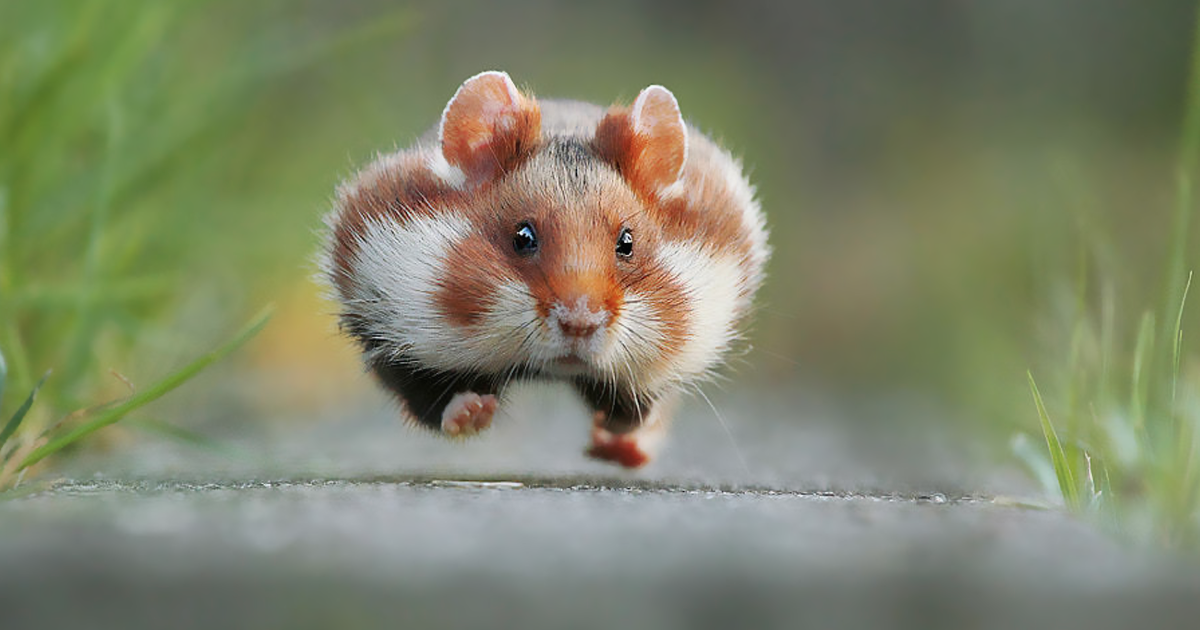 Having A Bad Day? Here’s 48 Wild Hamsters