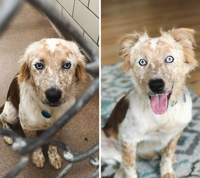Esta mujer adoptó un perro como regalo por su 25º cumpleaños, y las fotos de antes y después lo dicen todo