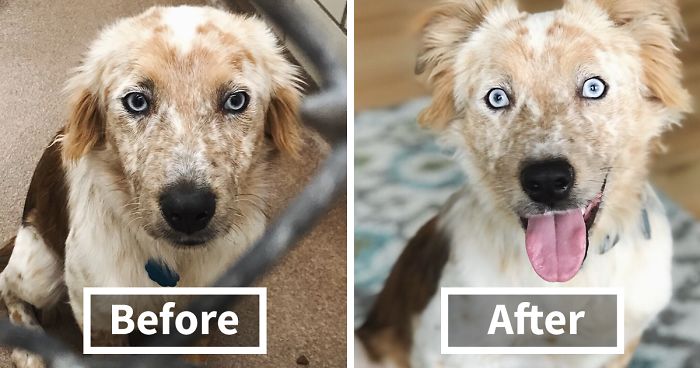 Woman Adopts Dog For Her 25th Birthday, And Its Before-And-After Photos Say It All