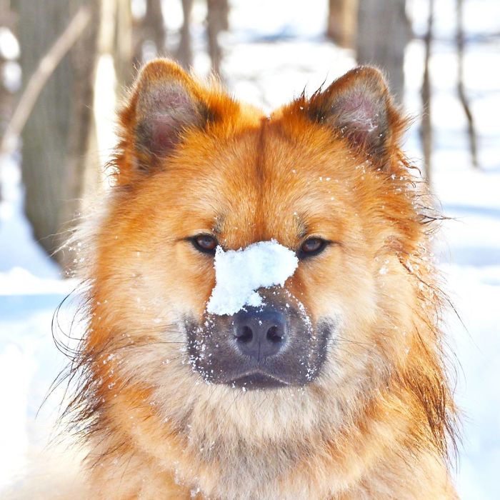 My Little Fox Disguised As A Dog