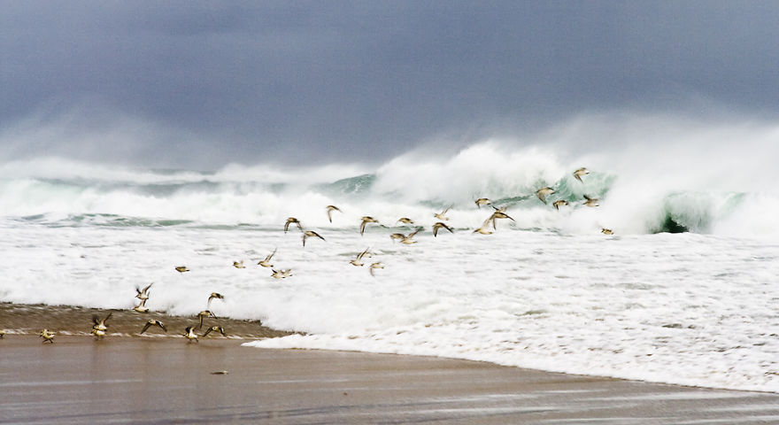 Sable Island Is A Hot-Spot For Migratory Birds