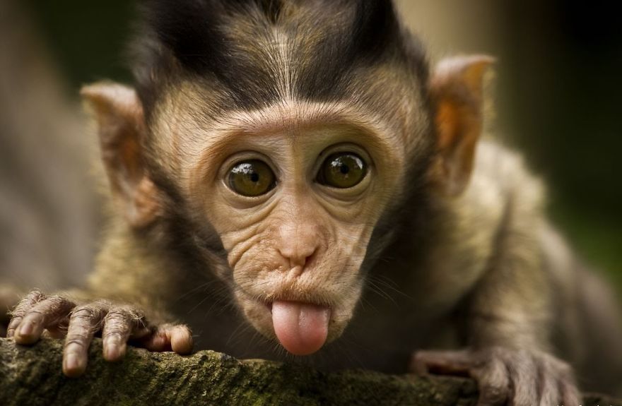 10+ Cute Baby Animal Photos To Make Your Day!