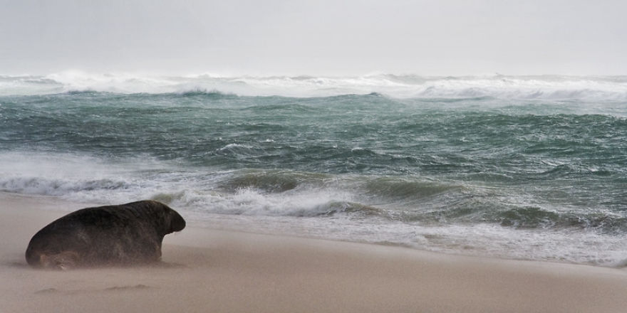 Sable Island Is The Host To The World's Largest Single Grey Seal Breeding Colony