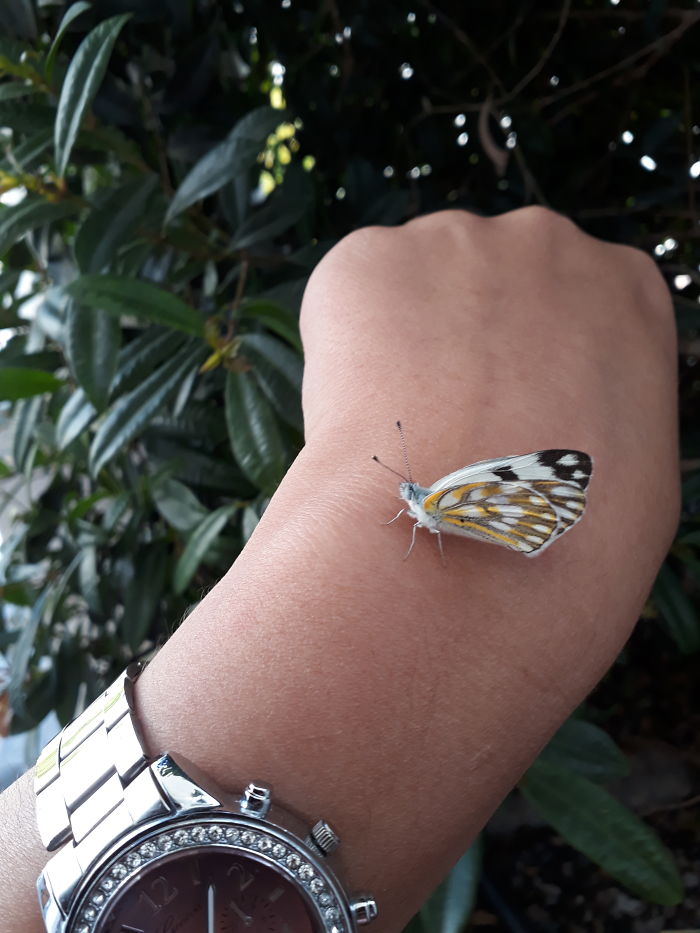 Was Out On A Smoke Break At Work And A Butterfly Sat On My Hand. I Haven't Seen One In Years.